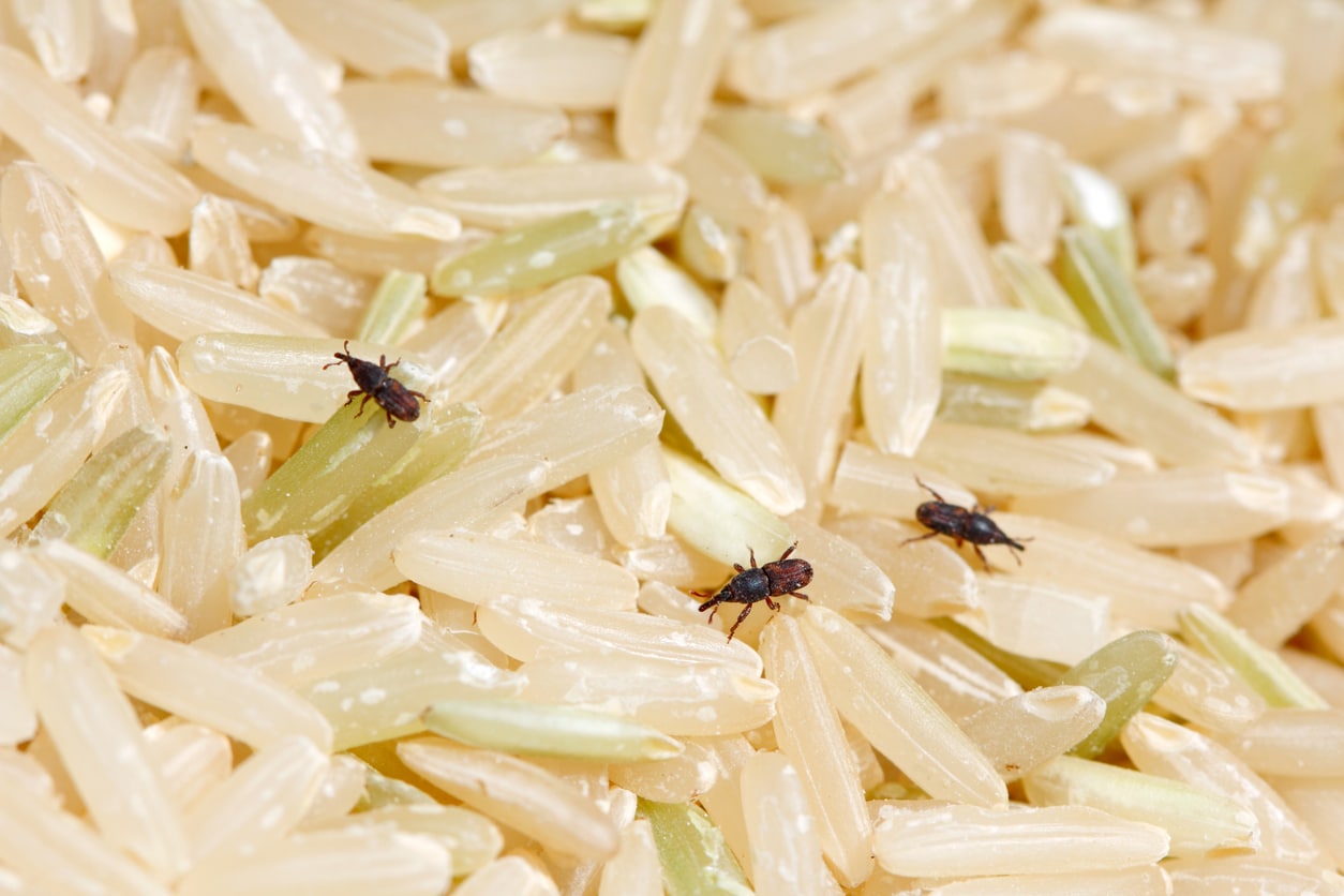 Brown rice grains infested with several small, dark weevils or pantry pests.